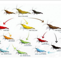 Gamberetti acqua dolce