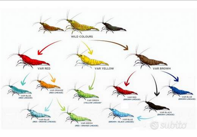 Gamberetti acqua dolce