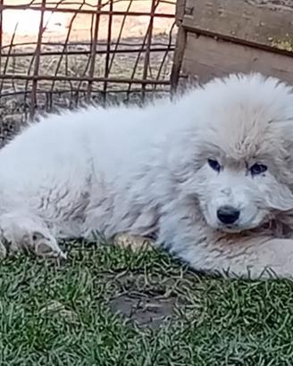 Pastore maremmano abruzzese