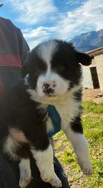 Cuccioli Border collie