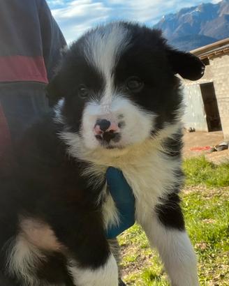 Cuccioli Border collie