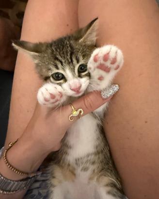 Cuccioli gattini