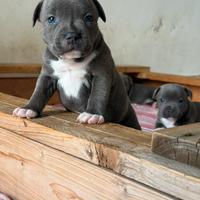 Cucciolo di staffy staffordshire bull terrier blue