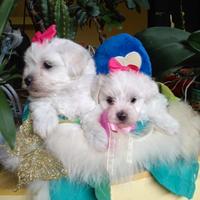 Maltipoo Toy champagne