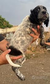 Cuccioli di setter