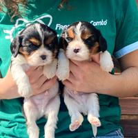 Cuccioli Cavalier King
