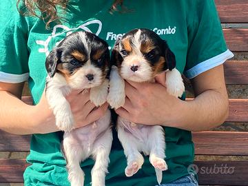 Cuccioli Cavalier King