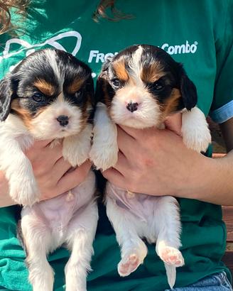 Cuccioli Cavalier King