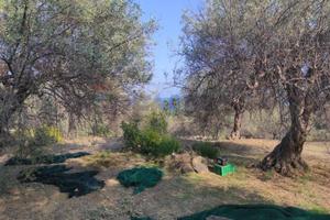 Terreno - Aci Castello