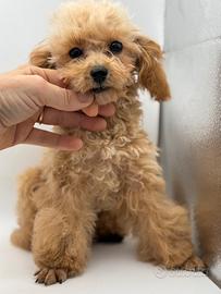 Barboncino mini toy 5 mesi