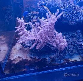 Coralli gorgonia pink