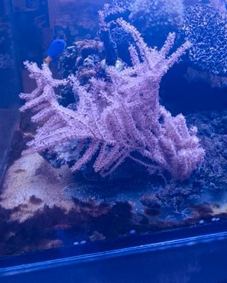 Coralli gorgonia pink