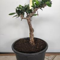 Ulivo prebonsai U17