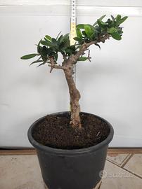 Ulivo prebonsai U17