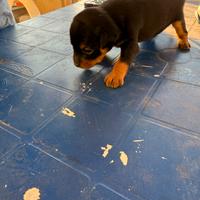 Ultimi mi cuccioli di Pincher