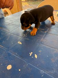 Ultimi mi cuccioli di Pincher