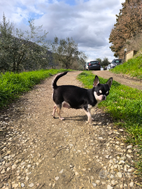 Cuccioli Chihuahua alta genealogia