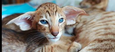Gatti Orientali - no Savannah -Bengal - Serval