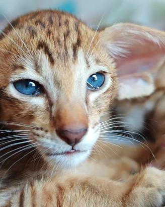 Gatti Orientali - no Savannah -Bengal - Serval