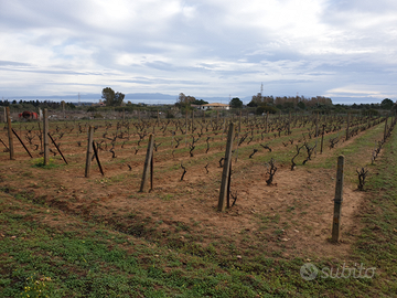 Terreni agricoli