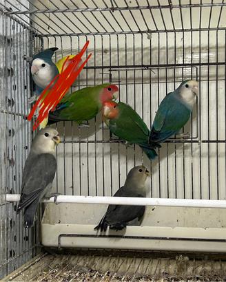 Inseparabili