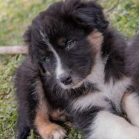 Cuccioli di pastore australiano