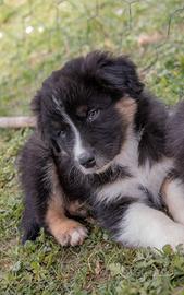 Cuccioli di pastore australiano