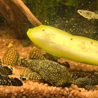 Ancistrus pesci pulitori