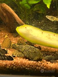 Ancistrus pesci pulitori