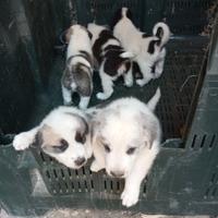 Cuccioli di pastore dell'Asia centrale