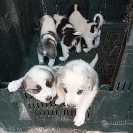 Cuccioli di pastore dell'Asia centrale