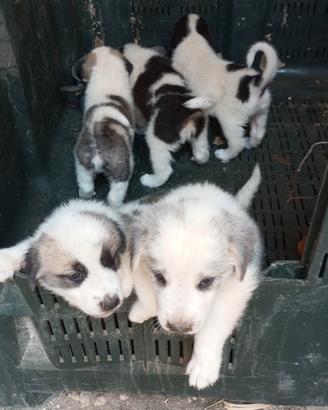 Cuccioli di pastore dell'Asia centrale