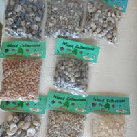 conchiglie piccole acquario bricolage