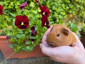 Porcellino d'India ~ Cavia