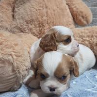 2 Cuccioli maschi di cavalier king