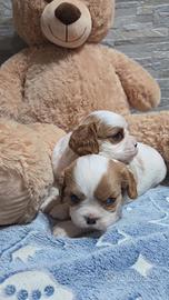 2 Cuccioli maschi di cavalier king