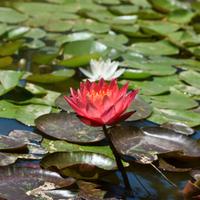 Ninfee e piante da laghetto