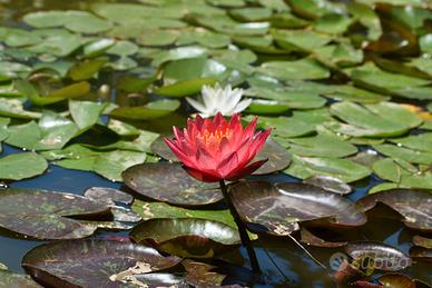 Ninfee e piante da laghetto