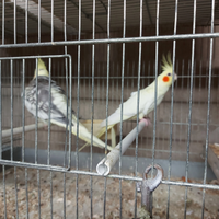 Coppia di Calopsite ?