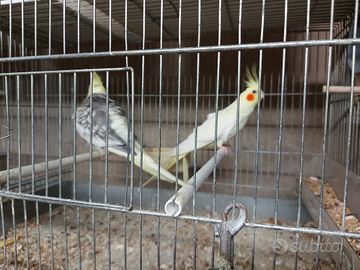 Coppia di Calopsite ?