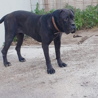 Cane corso