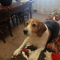 Perla Beagle
