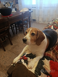 Perla Beagle