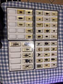 collezione originale “Insetti & Co.” De Agostini