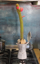 Moka Cactus Hildewintera Aureispina  Piante Grasse