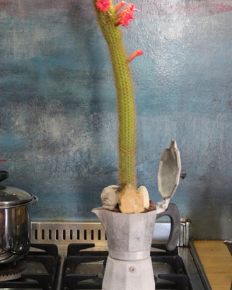 Moka Cactus Hildewintera Aureispina  Piante Grasse