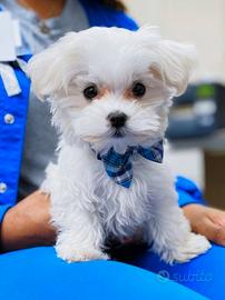 Maltese cuccioli -