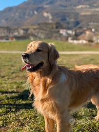 Annuncio cucciolata Golden retriever americani
