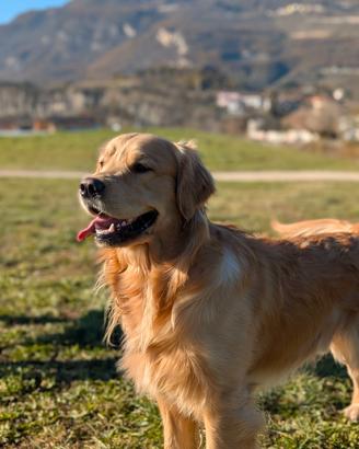 Annuncio cucciolata Golden retriever americani