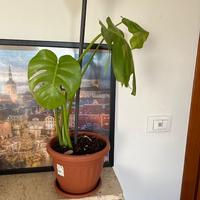 Monstera Deliciosa – Pianta tropicale elegante 🌿